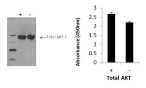 Multispecies AKT1 (Total) InstantOne™ ELISA Kit 